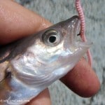 Lurefish Ireland – July 2013 – 2