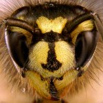 Mayo News – Wasp grubs are reputedly irresistible to trout.