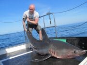 A fine cracking porbeagle at over 200lbs Drew Nelson with Porbeagle