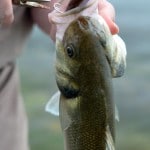 Probassfisher – July 2013 (1)