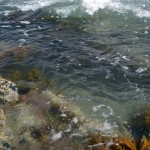 Probassfishing – sea