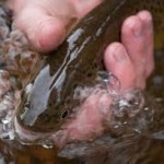 Sheelin – August trout