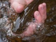 'Leggy flies' work best with the hard to tempt trout at Sheelin