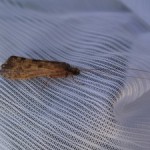 Sheelin – Cinnamon Sedge – Limnephilus lunatis