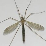 Sheelin – Daddy Long Legs
