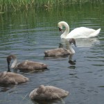 Sheelin – Kilnahard, Lough Sheelin