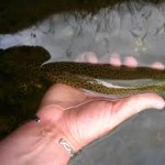 Sheelin – One of the many smaller trout in Lough Sheelin