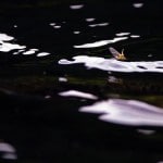 Sheelin – Sedge on night water