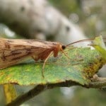 Sheelin – Sheelin’s Caperer (Halesus radiates)