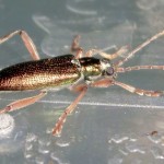 Sheelin – Sheelin’s water beetle