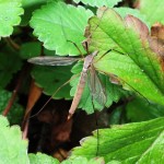 Sheelin – The Daddy Long Legs are present in patchy amounts throughout the lake