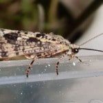 Sheelin – The Sheelin Peter – Agrypnia varia