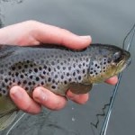 Sheelin – Trout 1