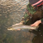 Holding the fish, head into the current before release.