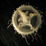 Tom Doyle UCC – Photo of Jelly fish