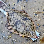 Ullcatch – 39cm flounder