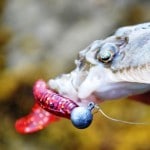 Ullcatch –  plaice