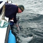 Blue shark released by skipper Siegy after it was measured and tagged!