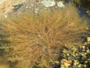 Wireweed a common sight on our coasts – Wexford People Japanese Wireweed growing in a rock pool on the seashore.