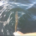 Trout release