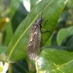 sheelin – The Alder Fly