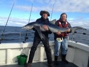 Big blue shark test the gear on Kiwi Girl, blue fins next up 130 lb blue shark caught onboard the Kiwi Girl