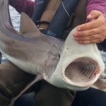 48lb