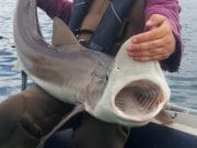 Irish Angling Update, 05/09/13 48lb tope from the north east coast
