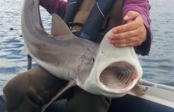 48lb tope from the north east coast