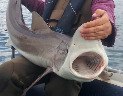 Irish Angling Update, 05/09/13 48lb tope from the north east coast