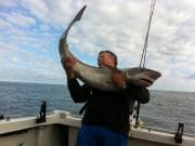 Huge tope to nearly 70lb reported by small boat anglers in the north east 70lb tope