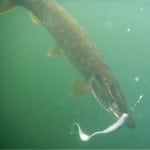 pike underwater