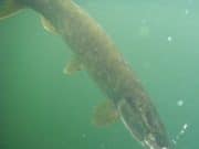 Bugging the pike on Lough Lene