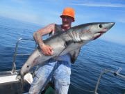 Plenty of specimens for Dutch anglers and another porbeagle at Red Bay Andy Logan from Carrick Fergus with his porbeagle