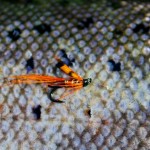 Jason Nash – Fly