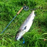 Jason Nash – Sept Salmon 1