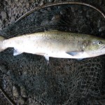 A wee coloured cock fish.
