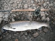 Michael Burke Best fish of the week 12.5 lbs at Johnston's