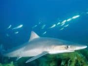 Sprat to shark for the taking – Mayo News Beautiful slate-grey tope sharks are plentiful in Clew Bay - pic Mattew Meier