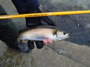 No monsters, but playful pollack on light tackle