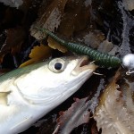 Rookie Bass Angler – Sept (2)