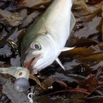 Rookie Bass Angler – Sept (3)