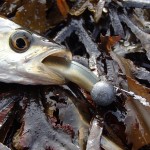 Rookie Bass Angler – Sept (4)