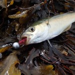 Rookie Bass Angler – Sept (5)