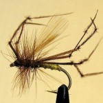 Sheelin – Daddy Long Legs 2