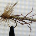 Sheelin – Daddy Long Legs Detached