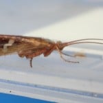 Sheelin – Lough Sheelin’s cinnamon sedge
