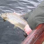 Sheelin – Release of trout