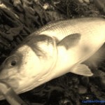 South East Angling Services – Bass by night