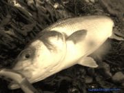 Wexford Bass in prime condition and fighting hard to prove it !